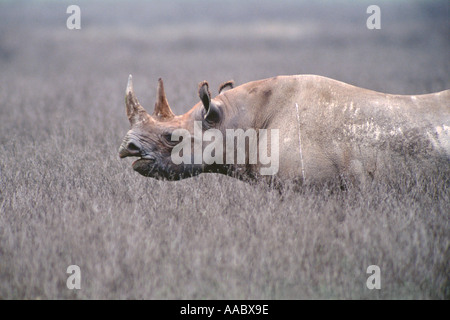 Black Rhino Ngorongoro Krater Tansania Diceros bicornis Stockfoto