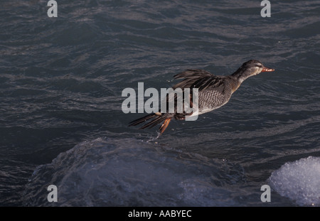 Männliche Torrent Ente starten aus Eis Strömung im Fluss Stockfoto