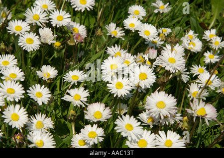 Gemeinsamen Gänseblümchen Bellis Perennis an sonnigen Tag Stockfoto