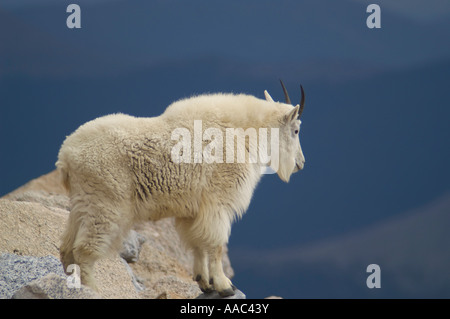 Rocky Mountain Ziege, die in alpinem Gelände auf Klippen steht und in die Ferne blickt, Mount Evans, Colorado, USA. Stockfoto