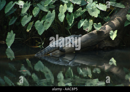 Seltene siamesische Krokodil Ruhe am Ufer Flusses im Nationalpark Khao Yai, Thailand Stockfoto