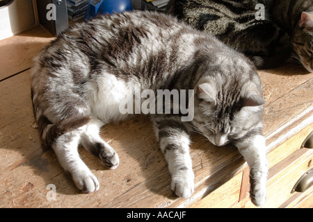 Silber Tabby Katze schläft auf einem Schreibtisch im Sonnenlicht Stockfoto