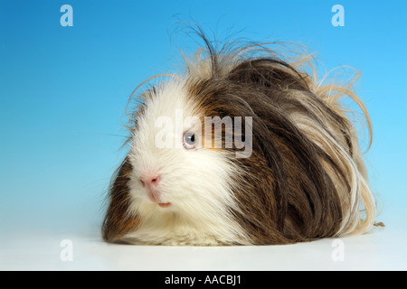 Studioportrait für ein Meerschweinchen, ein pelziges, lustige Tier. Stockfoto