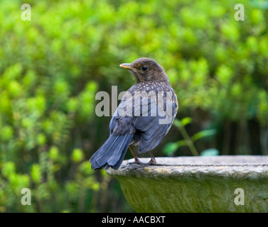 Rückansicht des junge Amsel im fleckige braune Federn am Rand des Vogelbad seitwärts in Braunton Devon England suchen Stockfoto