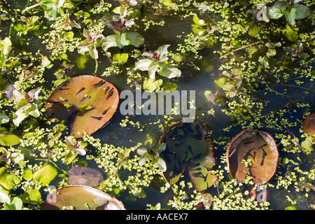Frisch geschlüpften Frosch Rana Temporaria Kaulquappen in sonnendurchfluteten Seerosen im Gartenteich mit Ramshorn Schnecke Aalen Stockfoto