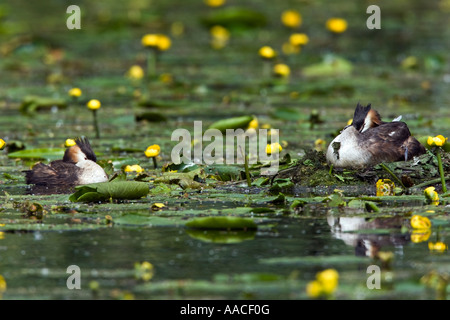 Great Crested Haubentaucher Podiceps Cristatus am nest mit Küken Priory Park Bedford Bedfordshire Stockfoto