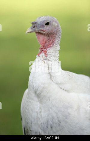 weibliche Wildtruthahn - Meleagris gallopavo Stockfoto