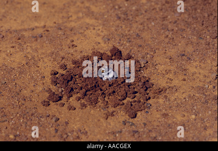 Dawsons Biene, Western Australia, Horizontal, Amegilla Dawsoni wühlen Stockfoto