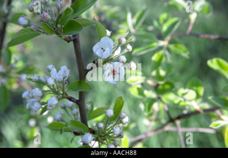 Blühende Birnbäume Pyrus in Nahaufnahme Stockfoto