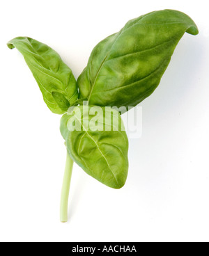 Zweig aus frischem Süßes Basilikum. Drei helle, grüne, knackige Blätter auf einem einzigen Stamm. Aufgenommen auf weißem Hintergrund, bei Bedarf ausschnittbereit. Stockfoto