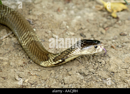 Naja Siamensis, Siam Cobra Stockfoto