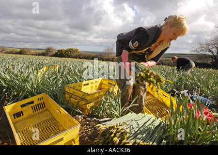 Wanderarbeiter aus Polen, Lettland und Litauen arbeiten an Narzissen pflücken in den Sommermonaten in Cornwall, Großbritannien. Stockfoto