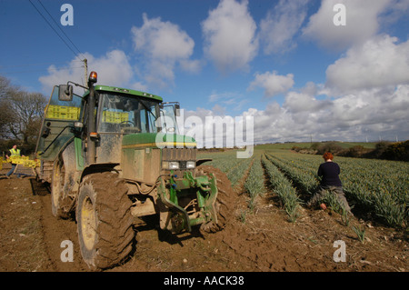 Wanderarbeiter aus Polen, Lettland und Litauen arbeiten an Narzissen pflücken in den Sommermonaten in Cornwall, Großbritannien. Stockfoto