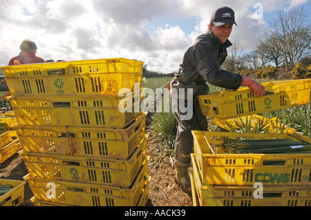 Wanderarbeiter aus Polen, Lettland und Litauen arbeiten an Narzissen pflücken in den Sommermonaten in Cornwall, Großbritannien. Stockfoto