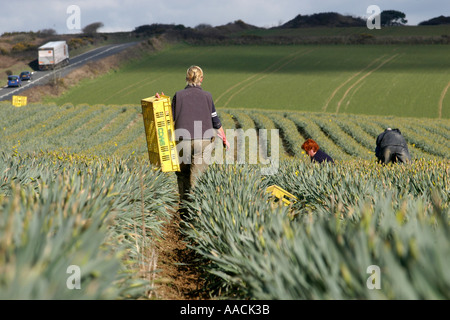 Wanderarbeiter aus Polen, Lettland und Litauen arbeiten an Narzissen pflücken in den Sommermonaten in Cornwall, Großbritannien. Stockfoto