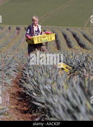 Wanderarbeiter aus Polen, Lettland und Litauen arbeiten an Narzissen pflücken in den Sommermonaten in Cornwall, Großbritannien. Stockfoto