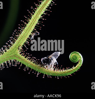 Fliege gefangen in insektenfressende Pflanze Drosera Dichoma Blatt Curl zeigt Sekretärin Haare Stockfoto