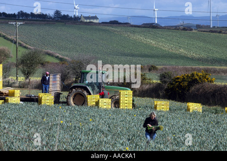 Wanderarbeiter aus Polen, Lettland und Litauen arbeiten an Narzissen pflücken in den Sommermonaten in Cornwall, Großbritannien. Stockfoto