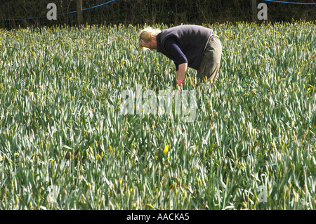 Wanderarbeiter aus Polen, Lettland und Litauen arbeiten an Narzissen pflücken in den Sommermonaten in Cornwall, Großbritannien. Stockfoto