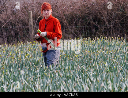 Wanderarbeiter aus Polen, Lettland und Litauen arbeiten an Narzissen pflücken in den Sommermonaten in Cornwall, Großbritannien. Stockfoto