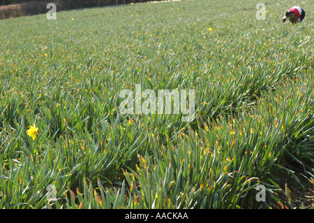 Wanderarbeiter aus Polen, Lettland und Litauen arbeiten an Narzissen pflücken in den Sommermonaten in Cornwall, Großbritannien. Stockfoto