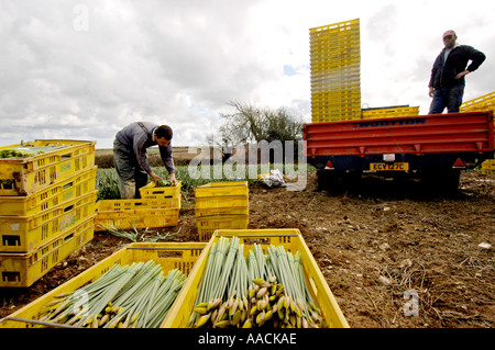 Wanderarbeiter aus Polen, Lettland und Litauen arbeiten an Narzissen pflücken in den Sommermonaten in Cornwall, Großbritannien. Stockfoto