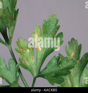 Blattflecken Septoria Petroselini auf glatte großblättrige Petersilie Stockfoto