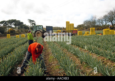 Wanderarbeiter aus Polen, Lettland und Litauen arbeiten an Narzissen pflücken in den Sommermonaten in Cornwall, Großbritannien. Stockfoto