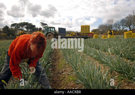 Wanderarbeiter aus Polen, Lettland und Litauen arbeiten an Narzissen pflücken in den Sommermonaten in Cornwall, Großbritannien. Stockfoto