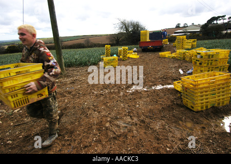 Wanderarbeiter aus Polen, Lettland und Litauen arbeiten an Narzissen pflücken in den Sommermonaten in Cornwall, Großbritannien. Stockfoto
