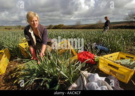 Wanderarbeiter aus Polen, Lettland und Litauen arbeiten an Narzissen pflücken in den Sommermonaten in Cornwall, Großbritannien. Stockfoto
