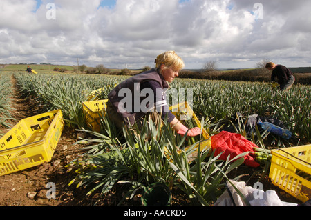 Wanderarbeiter aus Polen, Lettland und Litauen arbeiten an Narzissen pflücken in den Sommermonaten in Cornwall, Großbritannien. Stockfoto