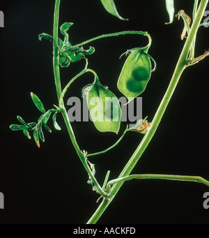 Linsen-Objektiv Culinaris Lentille de Puy Hintergrundbeleuchtung Samen im pod Stockfoto