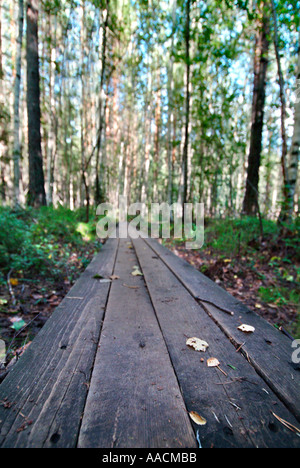 somit weg von Holzbohlen durch Feuchtgebiete in einem Wald in Finnland Stockfoto