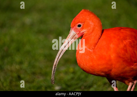 Scarlet Ibis (Eudocimus Ruber) Stockfoto