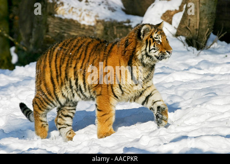 Young sibirischen Tiger (Panthera Tigris Altaica) im Schnee Stockfoto