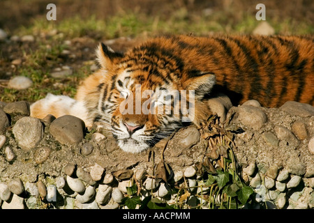 Schlafenden Jungen sibirischen Tiger (Panthera Tigris Altaica) Stockfoto