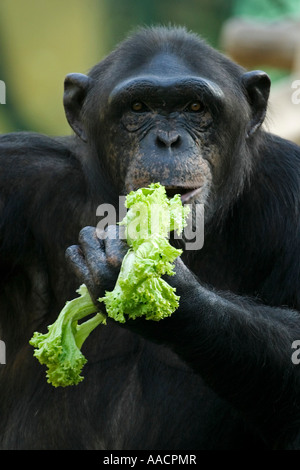 Schimpanse (Pan Troglodytes) essen Salat Stockfoto