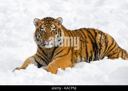 Young sibirischen Tiger (Panthera Tigris Altaica) im Schnee Stockfoto