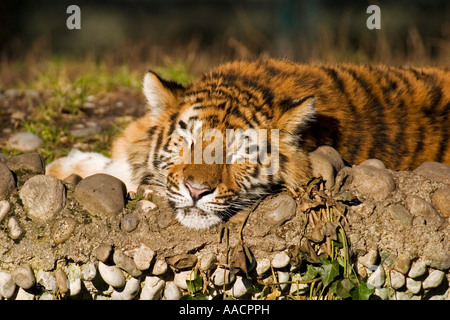 Schlafenden Jungen sibirischen Tiger (Panthera Tigris Altaica) Stockfoto