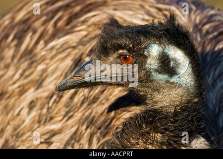 Emu (Dromaius Novaehollandiae) Porträt Stockfoto