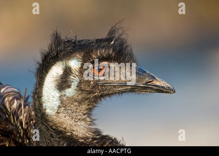 Emu (Dromaius Novaehollandiae) Porträt Stockfoto