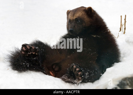 Vielfraß, Vielfraß oder Carcajou (Gulo Gulo) im Schnee Stockfoto