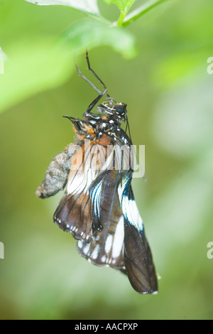 Braun Haarschneider (Parthenos Sylvia braun) Stockfoto