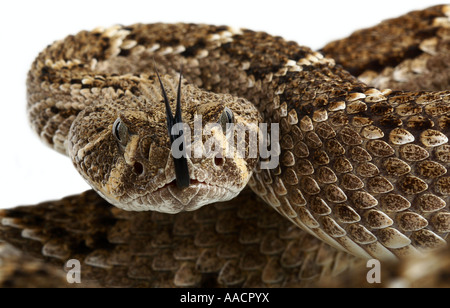 Mexikanische Klapperschlange, Crotalus Stockfoto