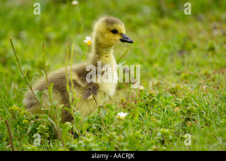 Kanada-Gans Pup Branta Canadensis sitzen Stockfoto