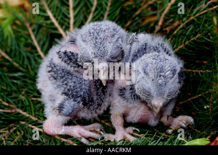 Zwei zwei-Woche-alten Rauhfußkauz Eule Welpen Aegolius funereus Stockfoto