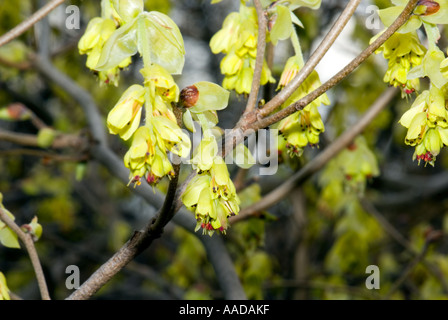 HAMAMELIDACEAE Corylopsis Spicata O Asien Asien Scheinhasel Winter Greta Stockfoto