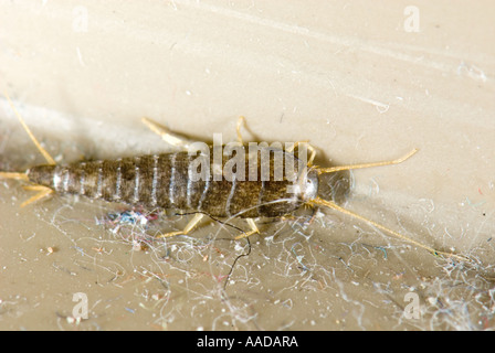 1 eine Lepisma Saccharina gemeinhin als Fishmoth Silberfischchen kleine flügellose Insekten CLOSEUP Close bis Makro Makro-Mikro-Mikro Stockfoto