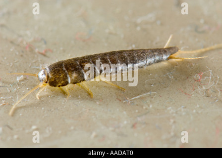 1 eine Lepisma Saccharina gemeinhin als Fishmoth Silberfischchen kleine flügellose Insekten CLOSEUP Close bis Makro Makro-Mikro-Mikro Stockfoto